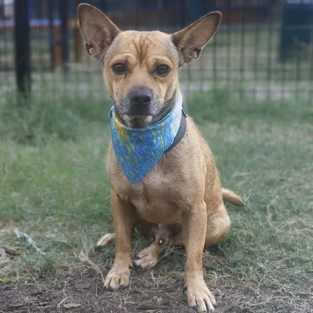 An adult small-sized male Chihuahua dog named Mufasa for adoption in San Antonio, TX