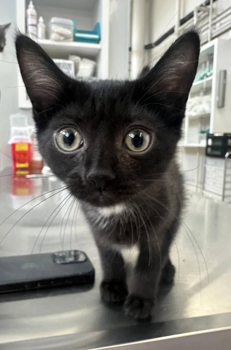A baby small-sized female Domestic Short Hair cat named Gale for adoption in Grand Rapids, MI