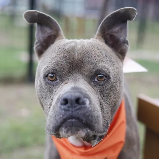 An adult medium-sized male Gray / Blue / Silver American Staffordshire Terrier dog named Bub for adoption in Hagerstown, MD