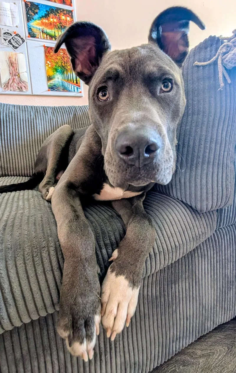 A young large-sized male Pit Bull Terrier dog named Bruce for adoption in Bothell, WA