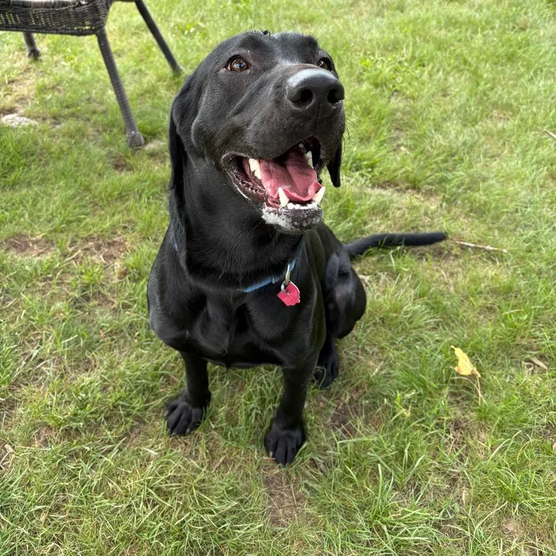 An adult large-sized male Black Labrador Retriever dog named Ryder for adoption in Delaware, OH