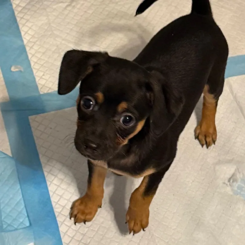 A baby small-sized male Black Mixed Breed dog named Fred Weasley for adoption in Rockville, MD