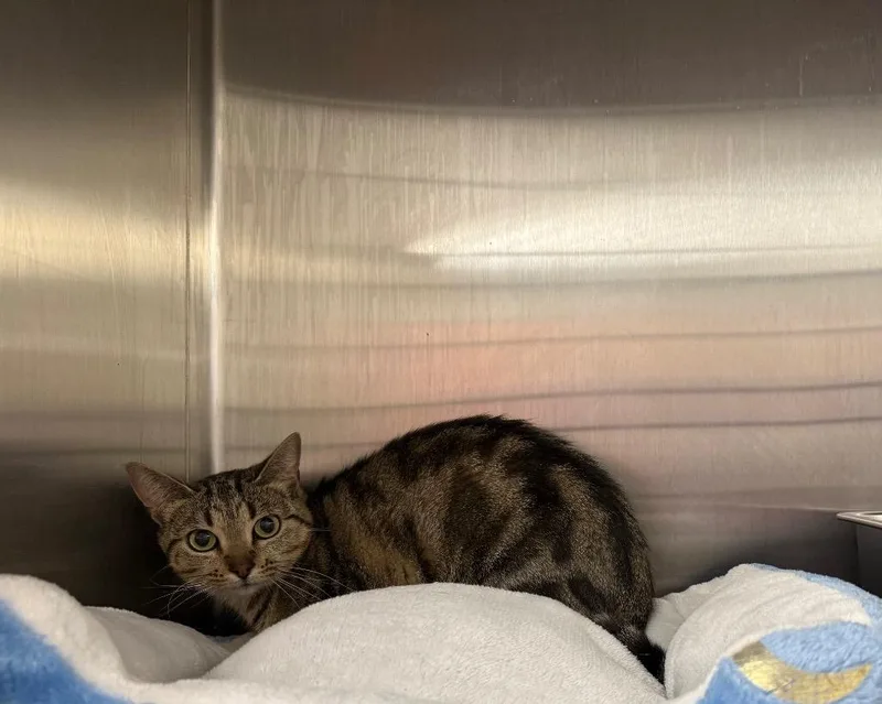 A young medium-sized female Domestic Short Hair cat named Radio for adoption in Murray, KY