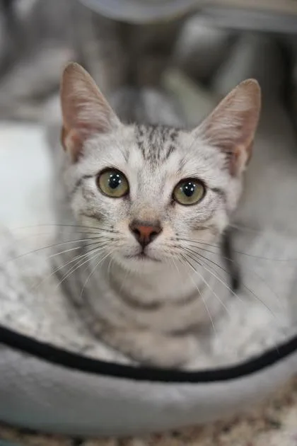 A young small-sized male Domestic Short Hair cat named Nazuko for adoption in Aiken, SC
