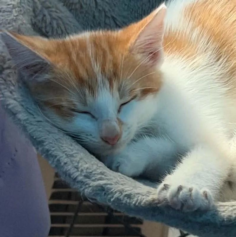 A baby medium-sized female Orange & White Domestic Short Hair cat named Gouda for adoption in Fairborn, OH