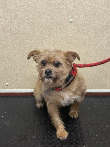 An adult small-sized male Terrier dog named Enano for adoption in Salisbury, MD