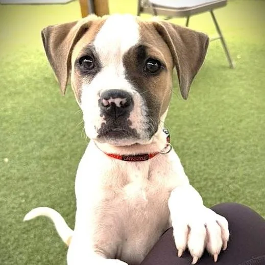 A baby medium-sized female Yellow / Tan / Blond / Fawn Boxer dog named Tommi for adoption in Palm Harbor, FL