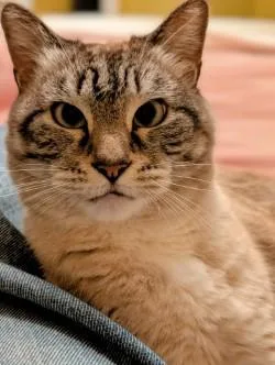 A senior small-sized female Buff & White Domestic Short Hair cat named Sofia in Maine for adoption in Cumberland, ME