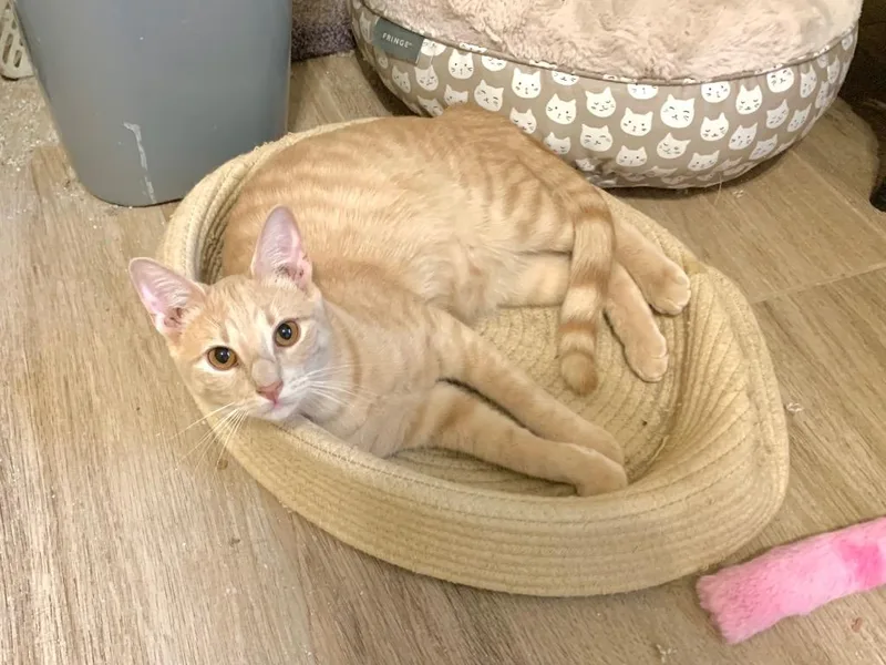An adult small-sized male Domestic Short Hair cat named Cake Batter Aka Malcolm for adoption in Gorham, ME