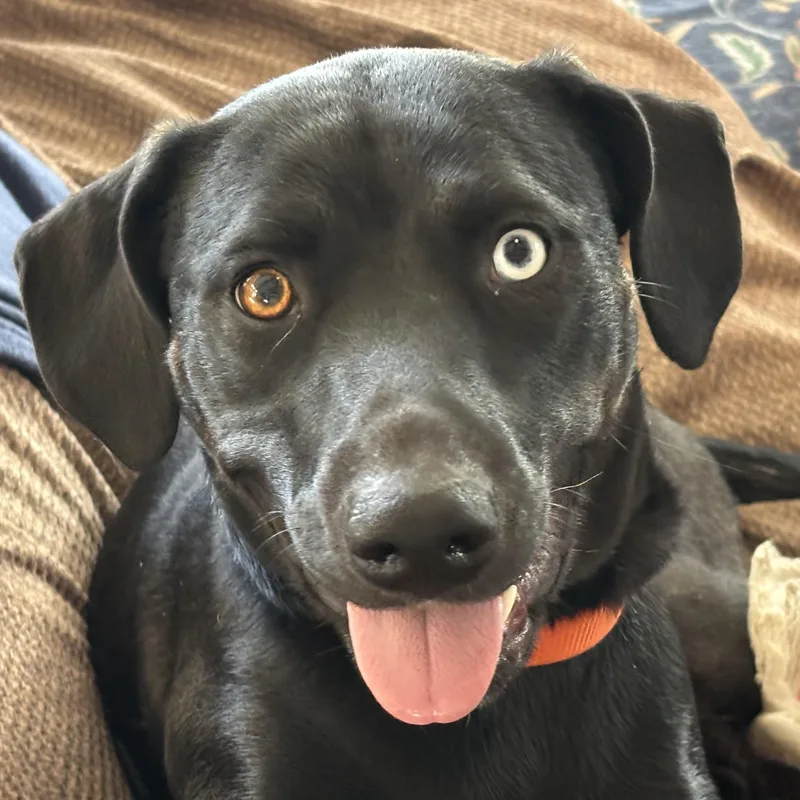 A young medium-sized female Black Labrador Retriever dog named Muffin for adoption in San Francisco, CA