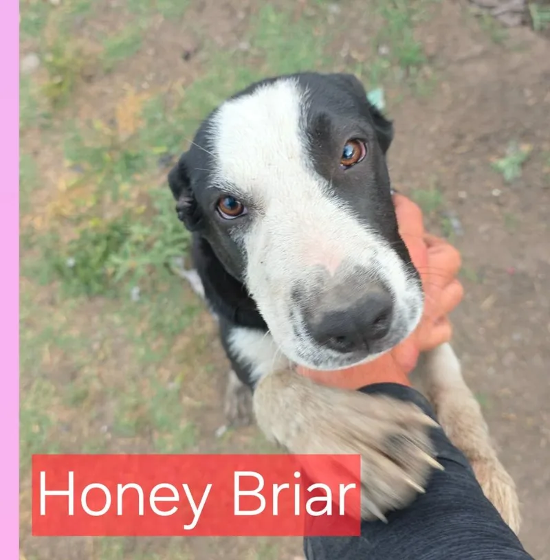 Honey Briar thumbnail 2