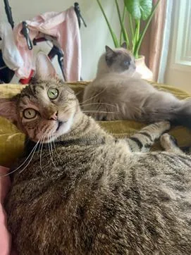 An adult medium-sized male Brown / Chocolate Domestic Short Hair cat named Gunner for adoption in San Francisco, CA