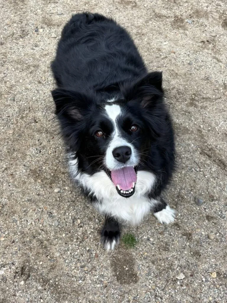 An adult large-sized female Border Collie dog named Zora for adoption in Hampton, VA
