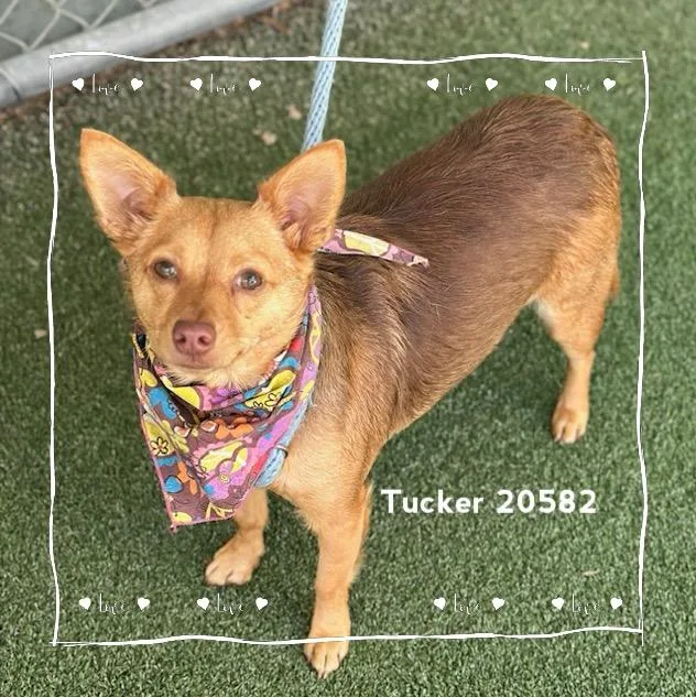 Tucker