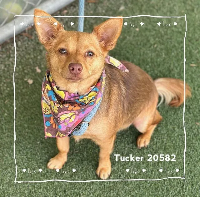 Tucker thumbnail 2