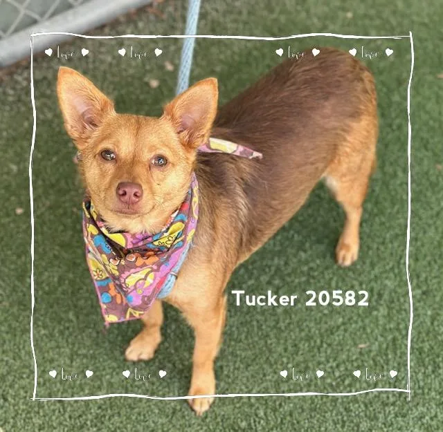 Tucker thumbnail 3