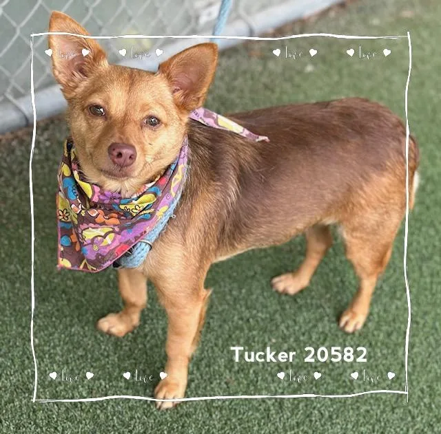 Tucker thumbnail 5