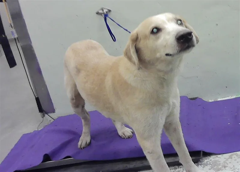 An adult large-sized male Labrador Retriever dog named Remie for adoption in Houston, TX