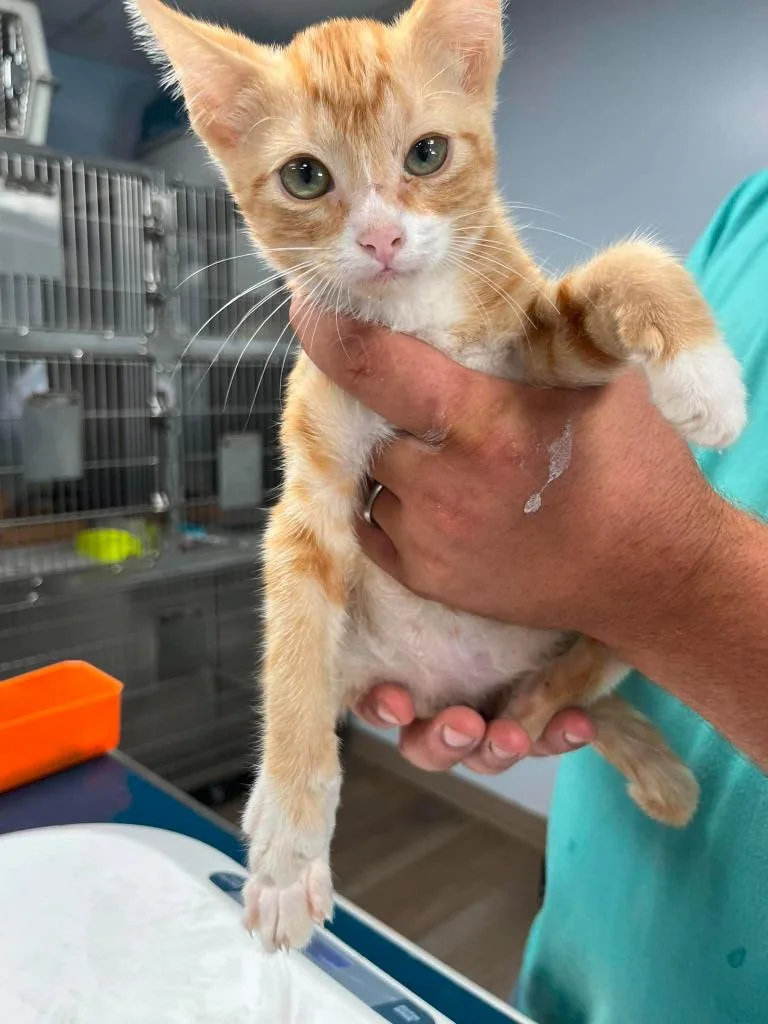 A baby small-sized male Domestic Short Hair cat named Babs for adoption in Lavonia, GA