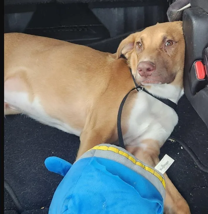 A young large-sized male Labrador Retriever dog named Frank for adoption in McKinney, TX