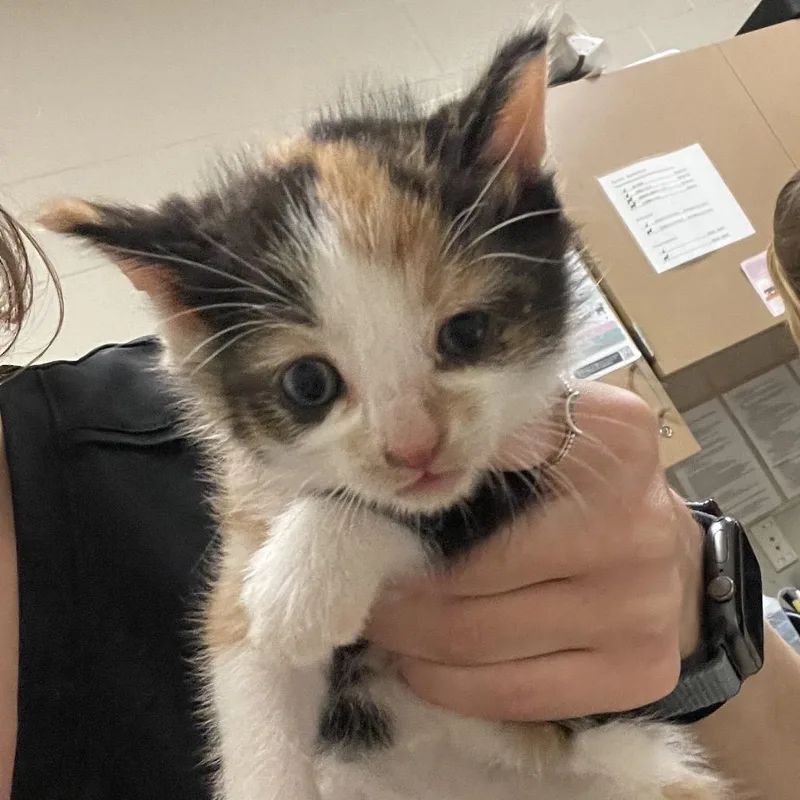 A baby small-sized female Black Domestic Short Hair cat named Fourleaf Clover for adoption in Bristol, IN