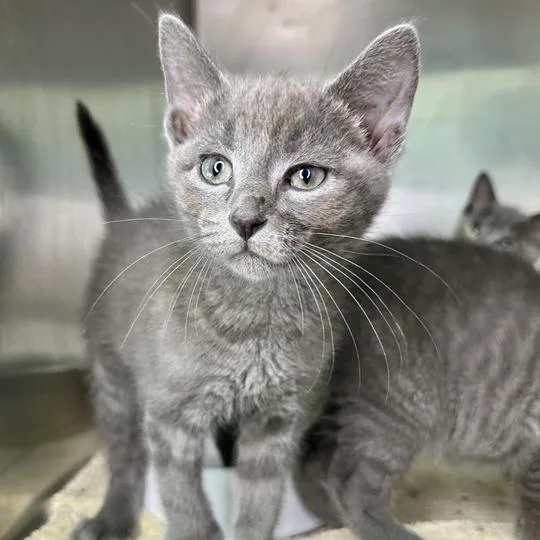 A baby small-sized male Gray / Blue / Silver Domestic Short Hair cat named Pippin for adoption in Matteson, IL