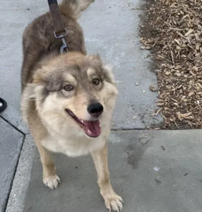 An adult large-sized female Siberian Husky dog named Stephanie for adoption in San Pedro, CA