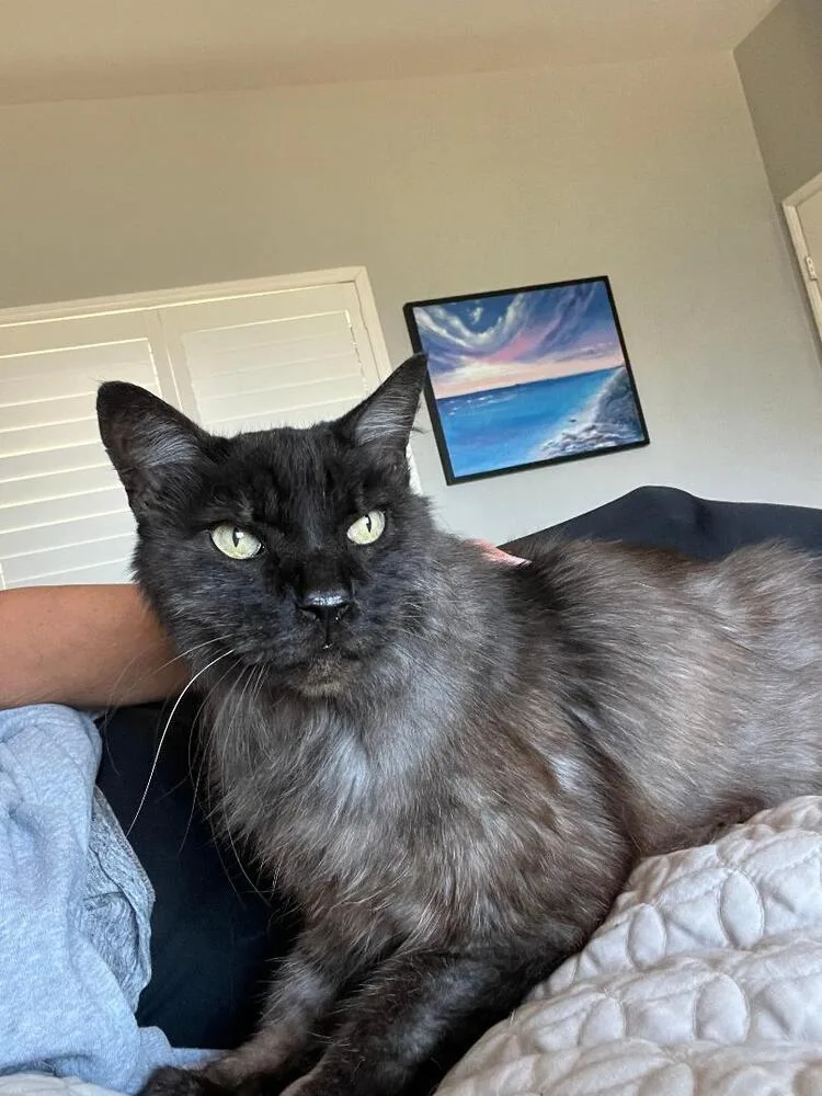 A senior medium-sized male Domestic Medium Hair cat named Sam for adoption in Oceanside, CA