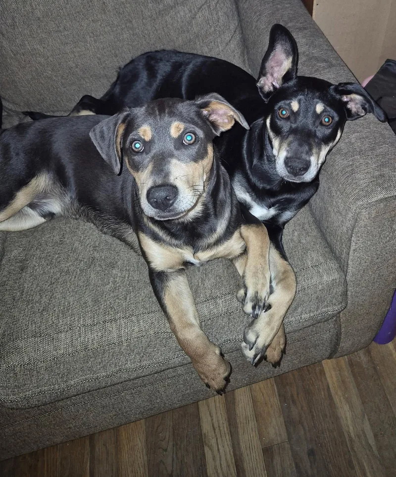 A baby medium-sized female Feist dog named Dot Clarke Aka Dip for adoption in Saunderstown, RI