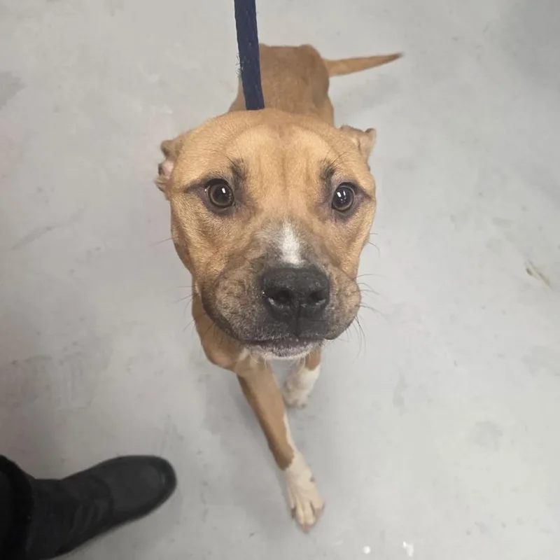 Arthur Morgan thumbnail 2