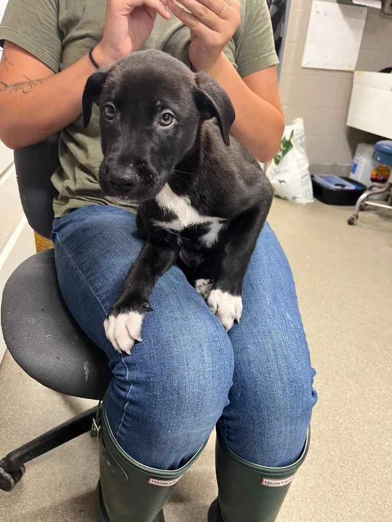 A baby medium-sized male Labrador Retriever dog named Ryder for adoption in Hopkinsville, KY