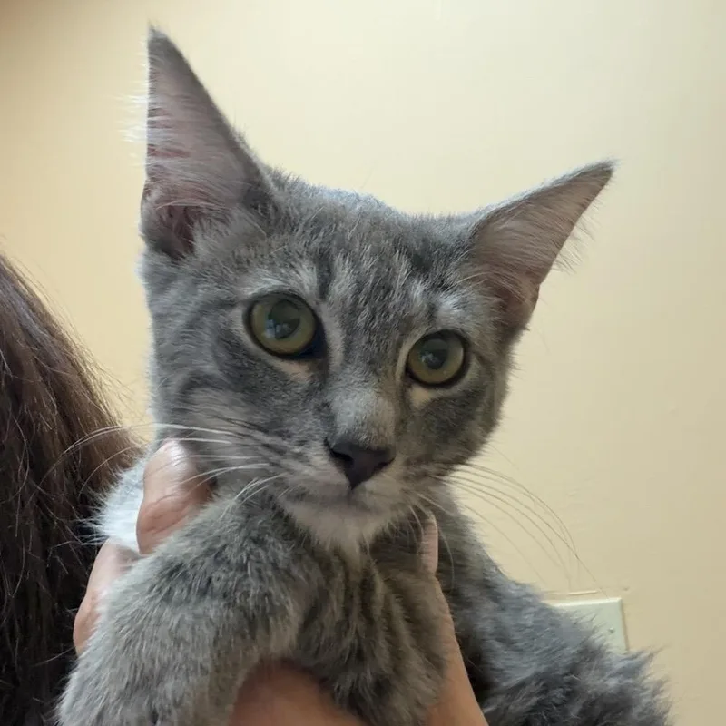 A baby small-sized male Gray / Blue / Silver Domestic Short Hair cat named Dusty for adoption in Midland, TX