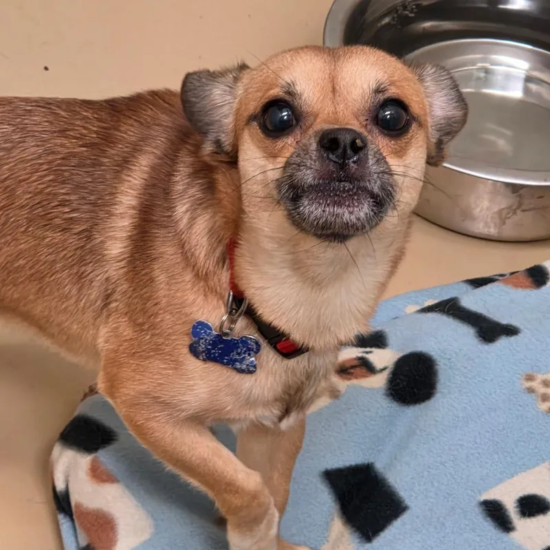 An adult small-sized male Yellow / Tan / Blond / Fawn Pug dog named Timmy  Chino Hills for adoption in Chino Hills, CA