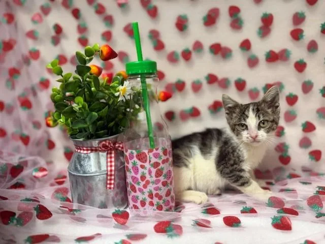 A baby small-sized male Domestic Short Hair cat named Asher for adoption in Fairfield, CA