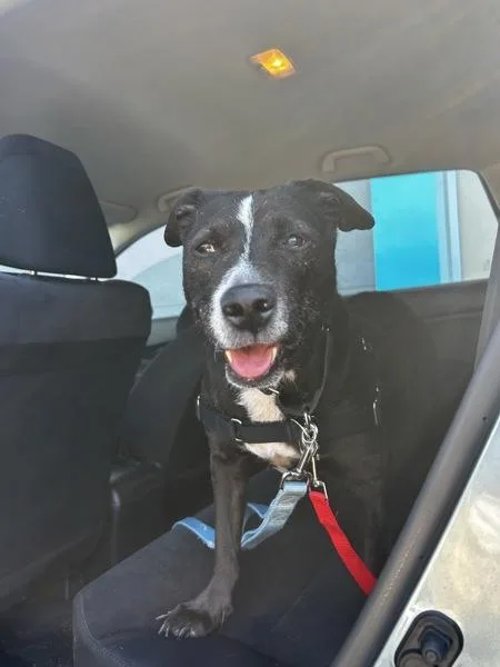 A senior large-sized female Pit Bull Terrier dog named Mystique for adoption in San Diego, CA