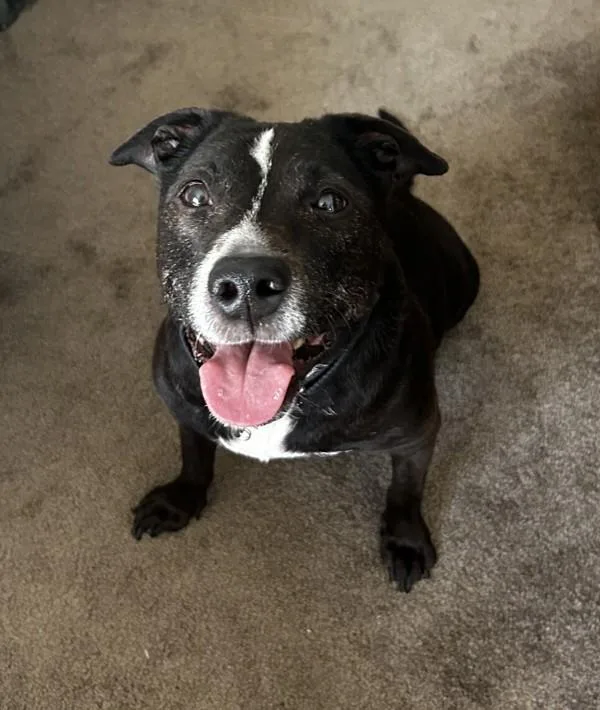 Mystique thumbnail 6