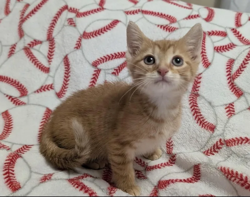 A baby medium-sized male Orange / Red Domestic Short Hair cat named Pip for adoption in Youngstown, OH