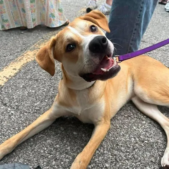 A baby medium-sized male Mixed Breed dog named Pedro for adoption in Lexington, KY