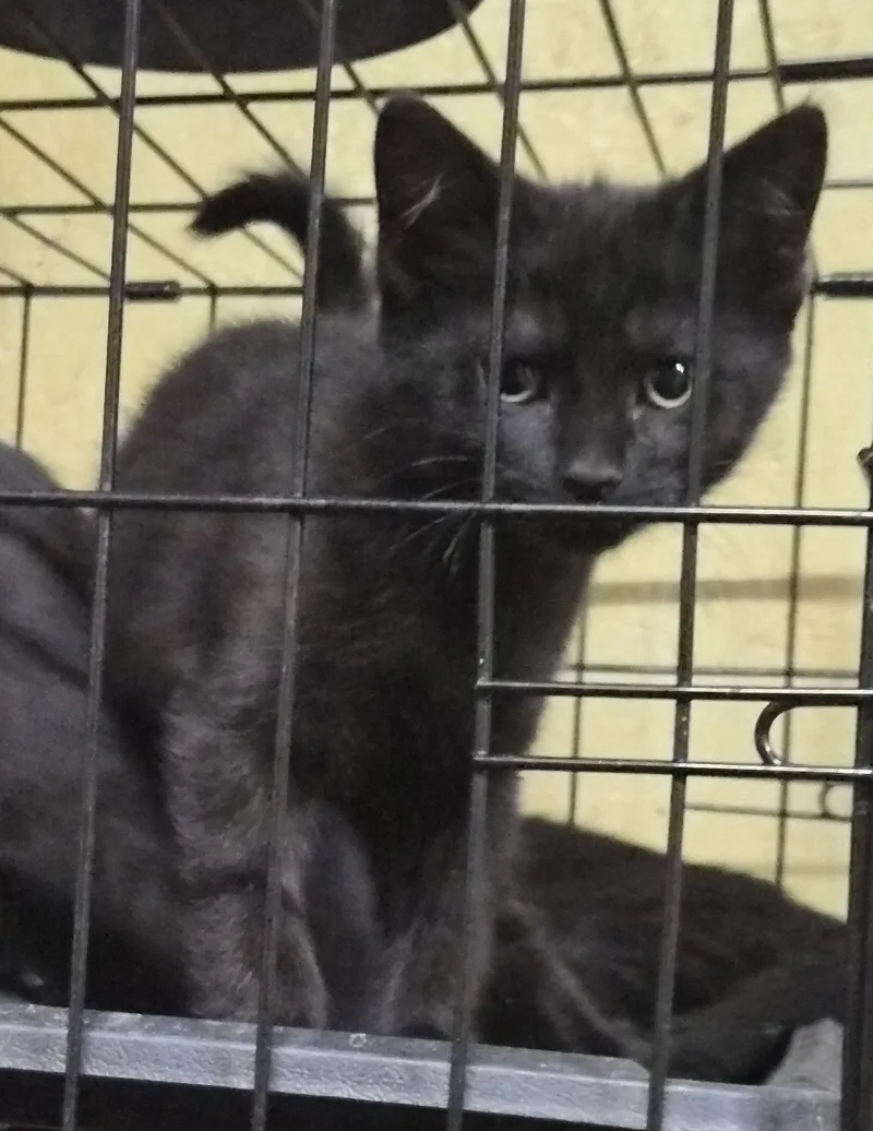 A baby medium-sized female Black Domestic Short Hair cat named Roxie for adoption in Greeley, CO