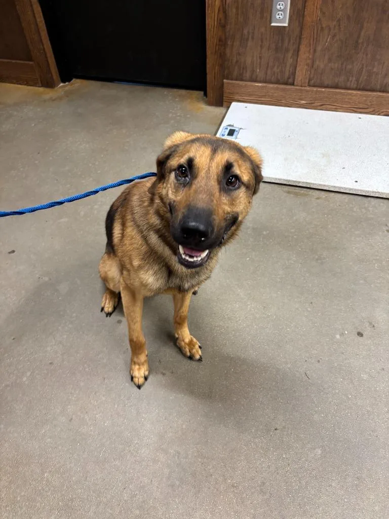 A young medium-sized male Mixed Breed dog named Buck for adoption in Douglasville, GA