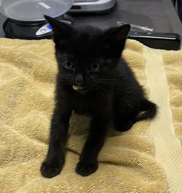 A baby medium-sized female Domestic Short Hair cat named Sammy for adoption in Escondido, CA