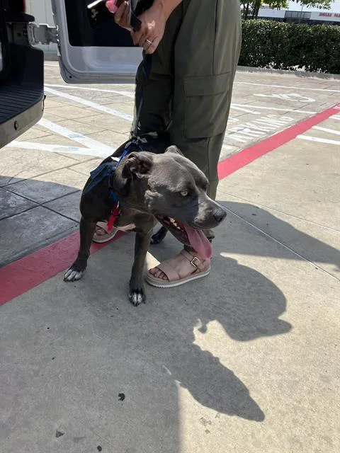 A young large-sized female Mixed Breed dog named Nova for adoption in Dallas, TX