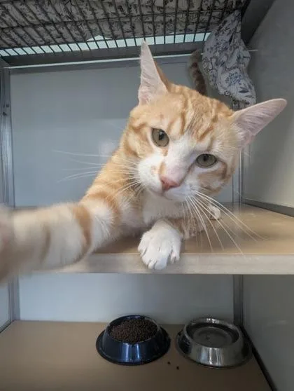 An adult small-sized male Domestic Short Hair cat named Marlowe for adoption in Pendleton, OR