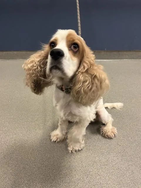 An adult medium-sized male Cocker Spaniel dog named Lucas for adoption in Miami, FL