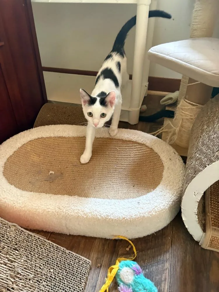 A baby small-sized female Black & White / Tuxedo Domestic Short Hair cat named Pearl for adoption in Mooresville, NC