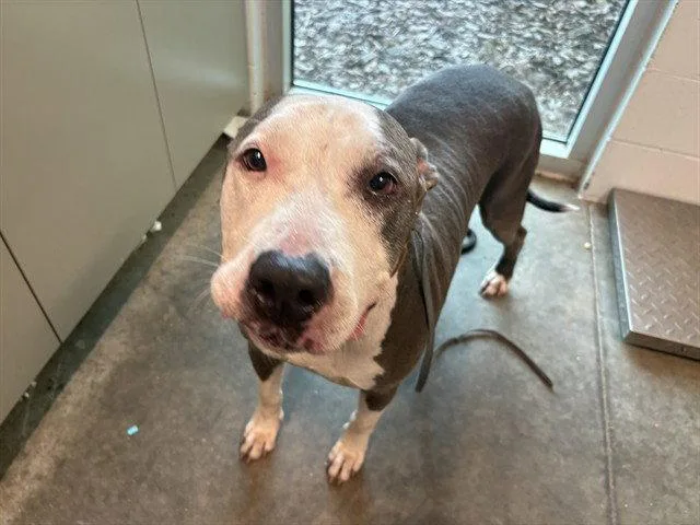 An adult medium-sized male Great Dane dog named Blue for adoption in Tavares, FL