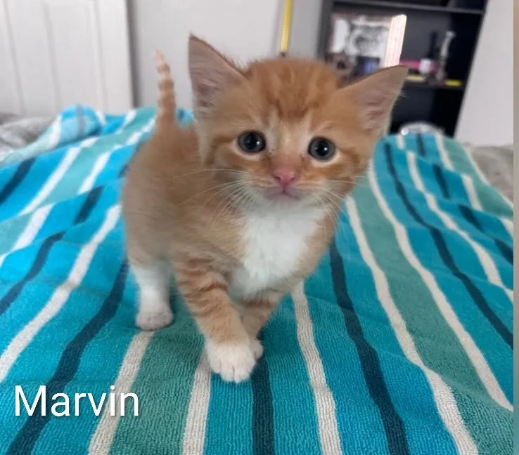 A baby medium-sized male Orange & White Domestic Medium Hair cat named Marvin for adoption in Columbia, MO