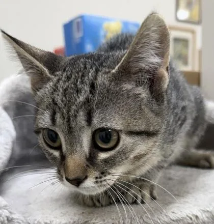 Biscotti thumbnail 2