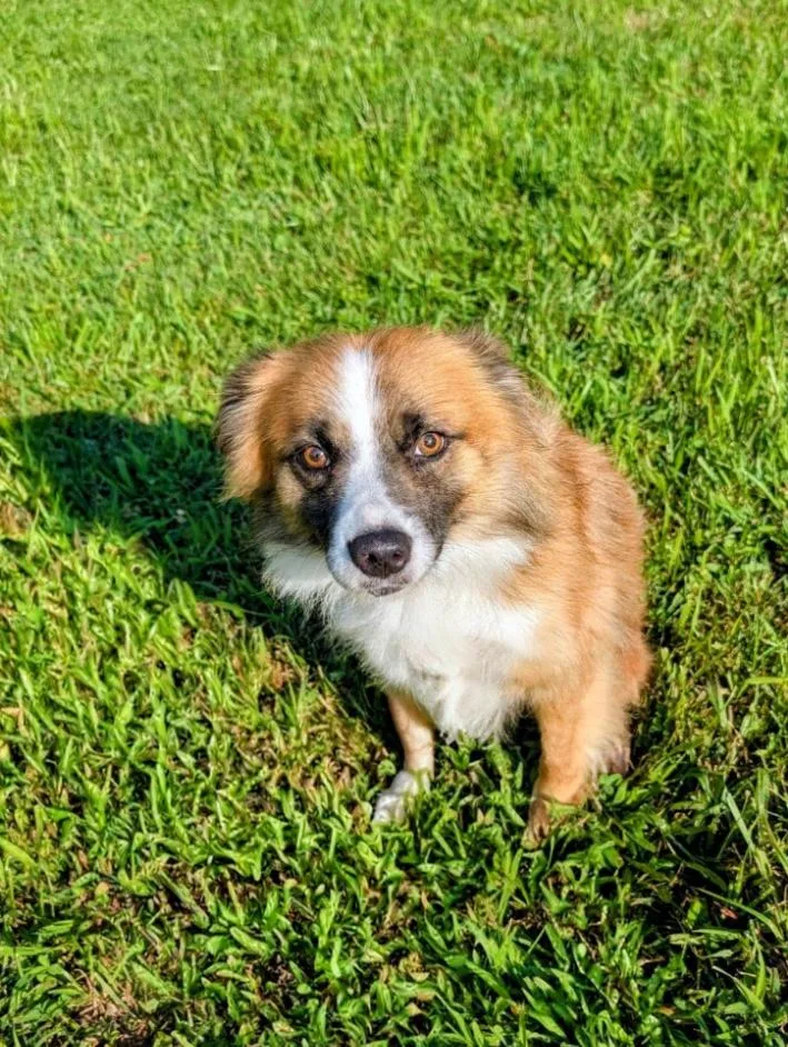An adult medium-sized male White / Cream Collie dog named Peanut for adoption in Maysville, KY