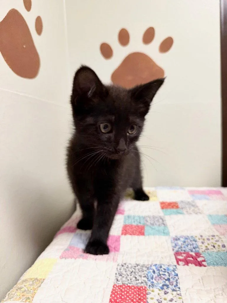 A baby small-sized male Black Domestic Short Hair cat named Pirate for adoption in Lovingston, VA